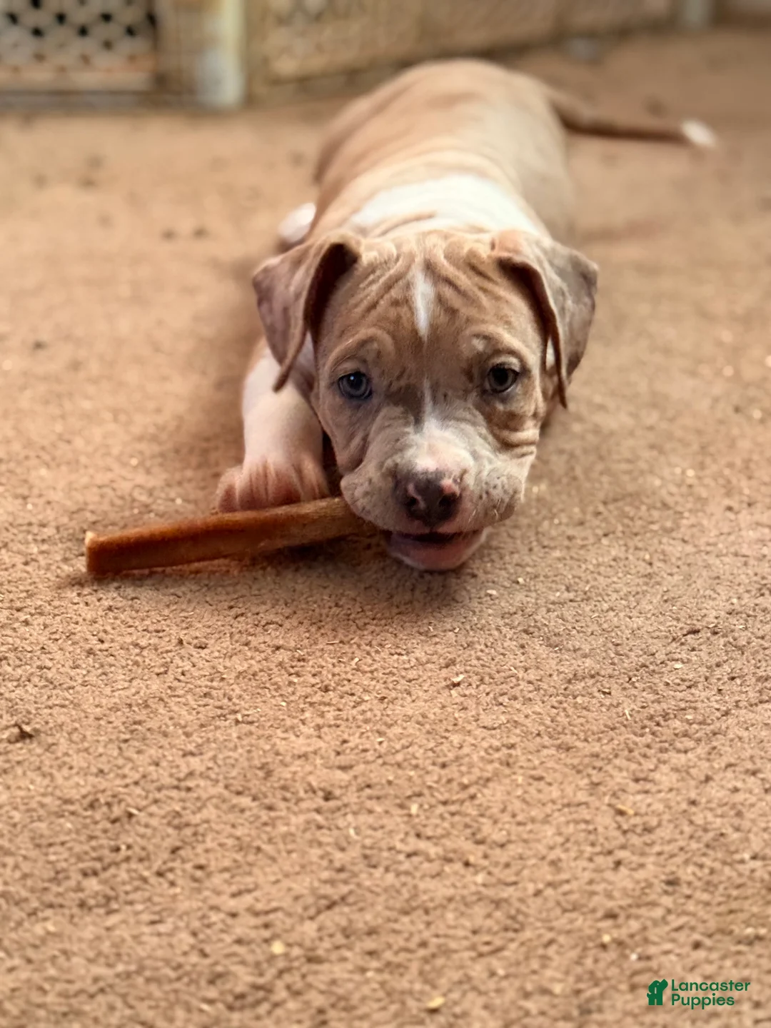 American Bully dogs for sale: American Bully Puppy 1 - Ad 3