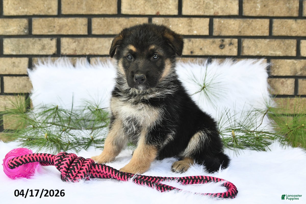 German Shepherd dogs Kirk - Ad 1