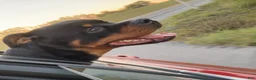 Rottweiler dogs for stud: Tank Smith II  - Ad 3