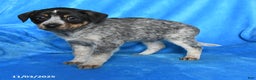 Australian Cattle Dog dogs for sale: Sally - Ad 2