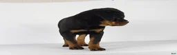 Rottweiler dogs for sale: Rottweiler Puppy 2 - Ad 3