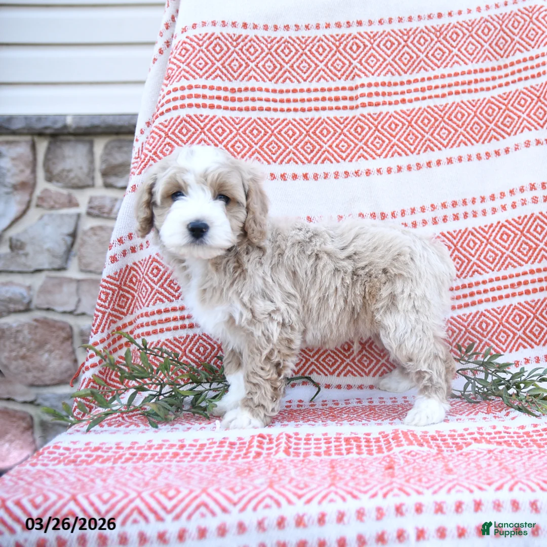 Cockapoo dogs for sale: Eugene - Ad 2