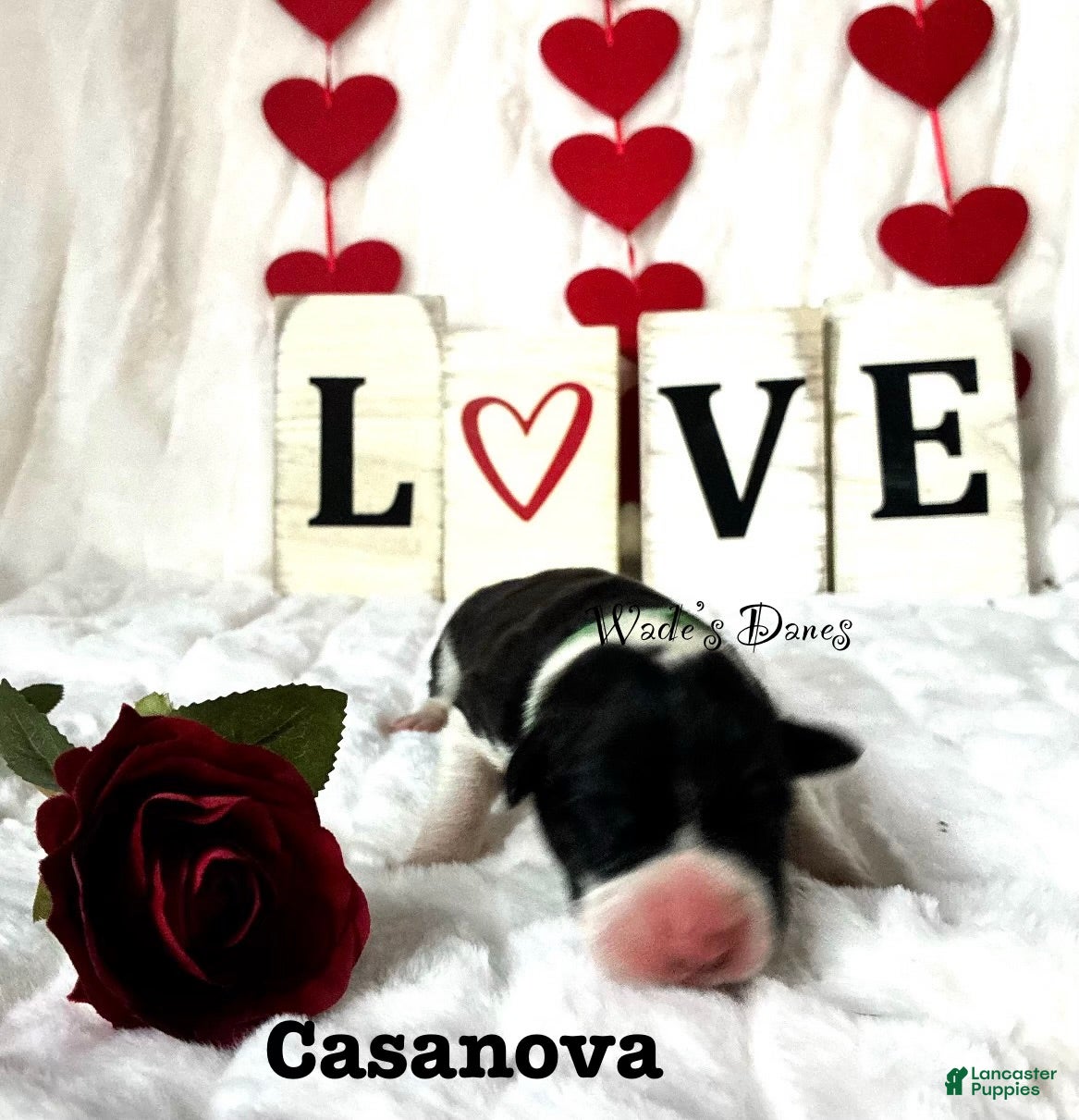 Great Dane dogs Great Dane Puppy 1 - Ad 36