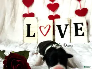 Great Dane dogs Great Dane Puppy 1 - Ad 36