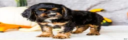Cocker Spaniel dogs for sale: Zeston - Ad 3