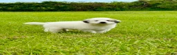 Great Pyrenees dogs for sale: Dark Blue Boy - Ad 7