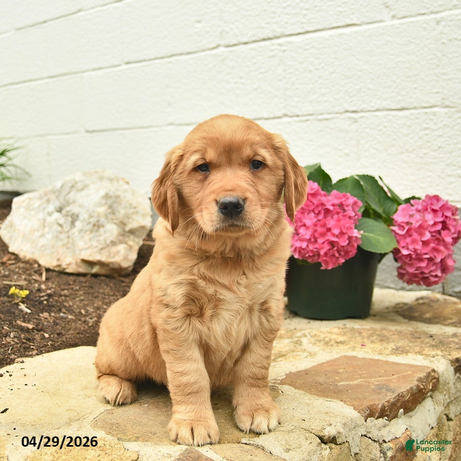 Golden Retriever dogs Charlie  - Ad 1