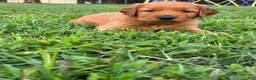 Golden Retriever dogs for sale: Golden Retriever 4 - Ad 1
