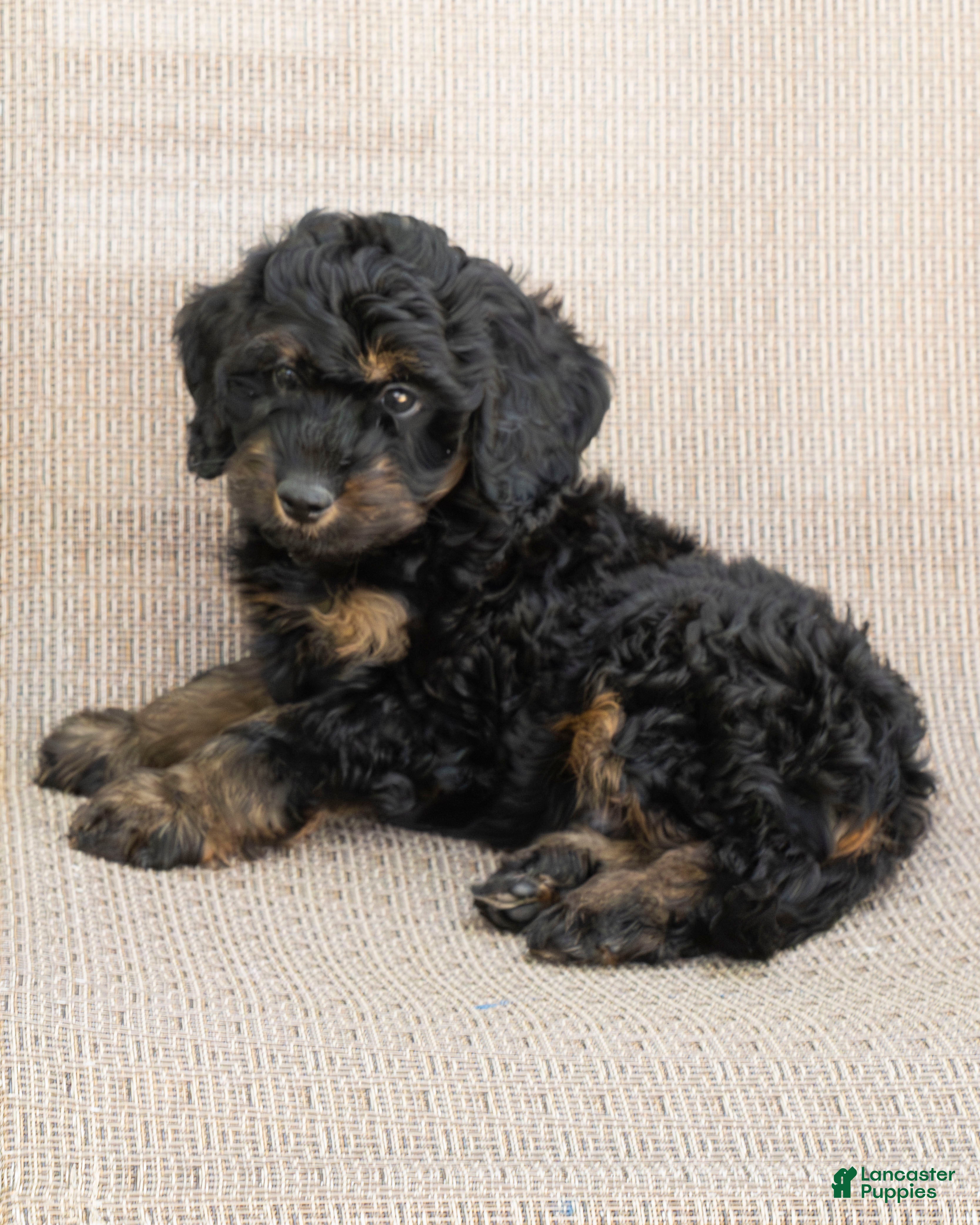 Goldendoodle dogs Teddy - Ad 2