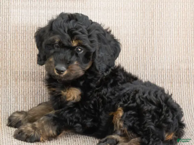 Goldendoodle dogs Teddy - Ad 2