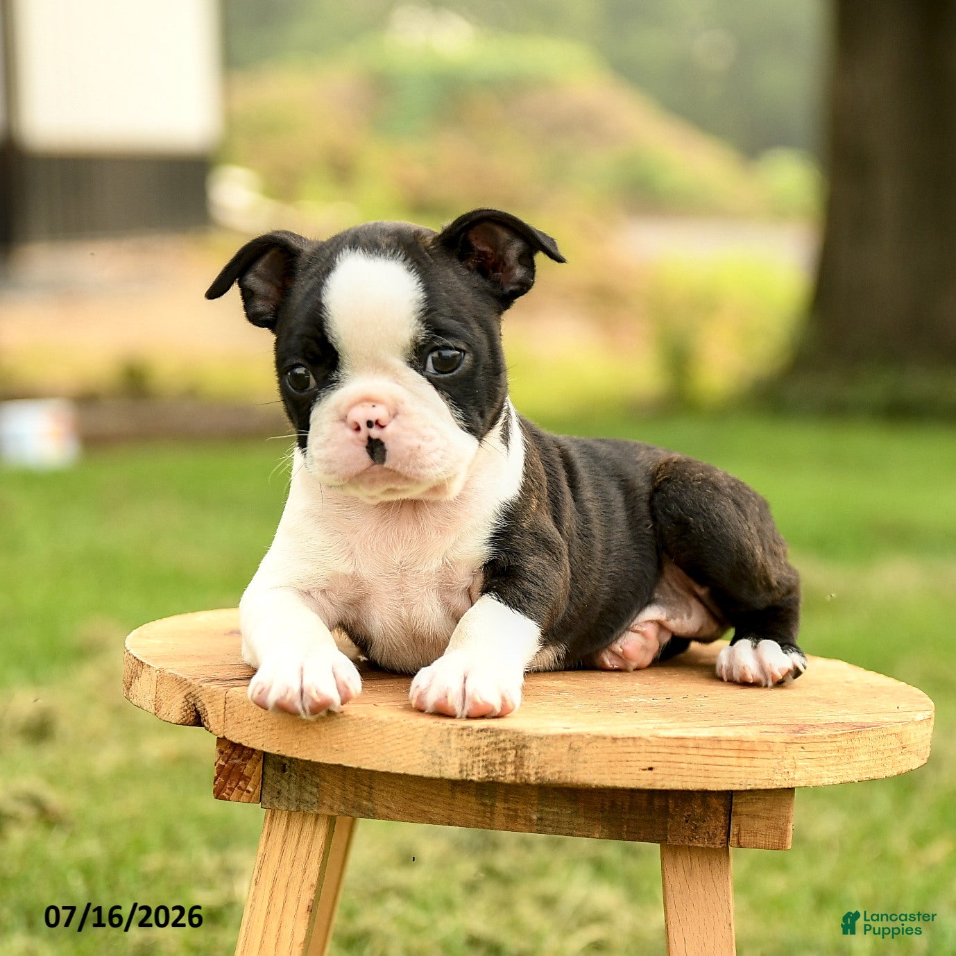 Boston Terrier dogs Brendan - Ad 2
