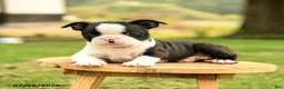 Boston Terrier dogs for sale: Brendan - Ad 2