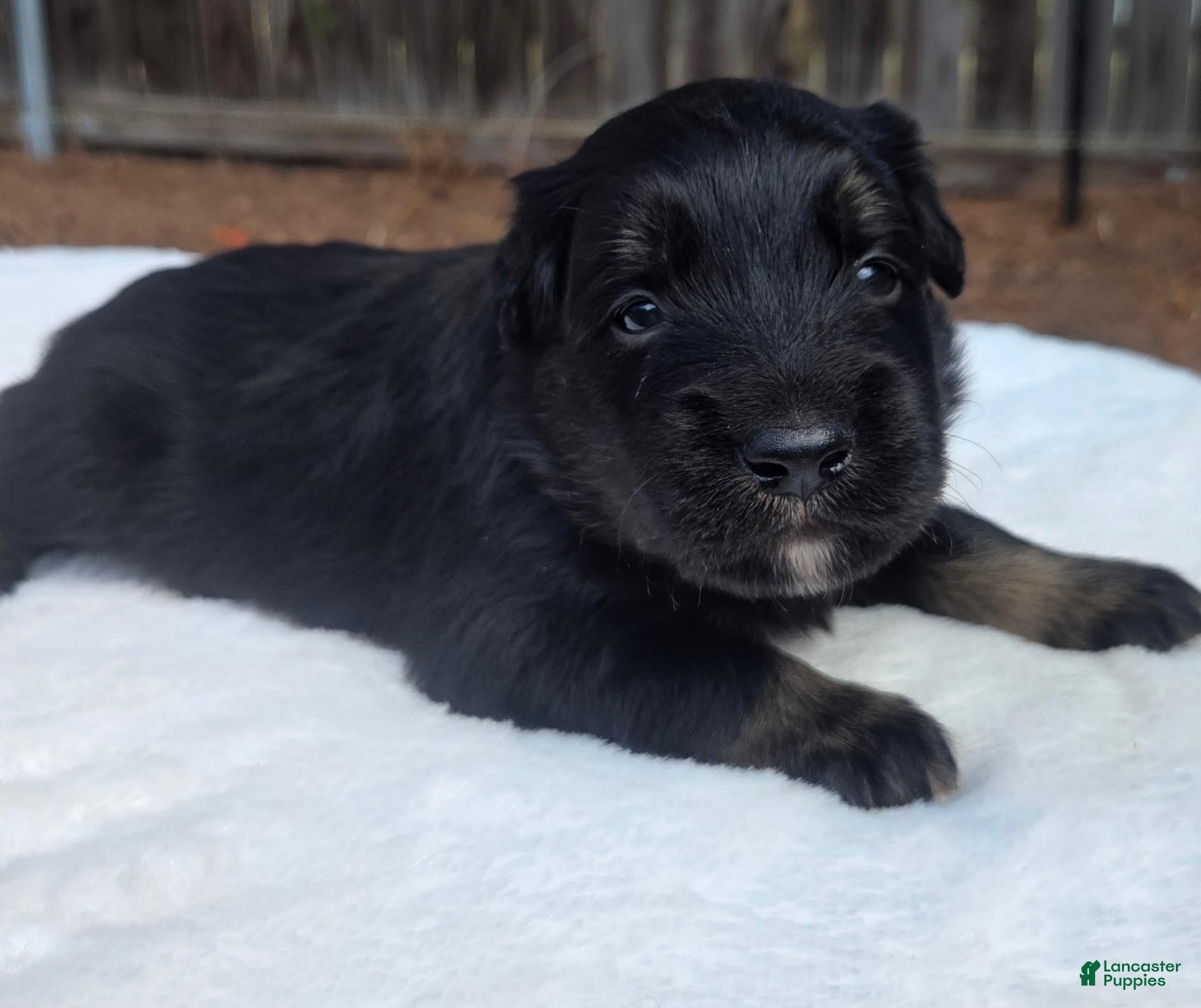 Australian Shepherd dogs Tan - Ad 6
