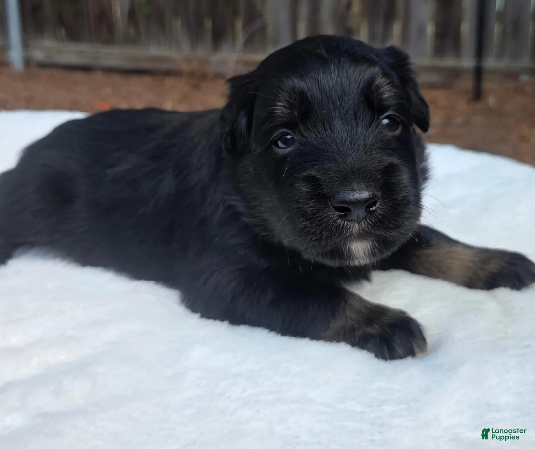 Australian Shepherd dogs for sale: Tan - Ad 1