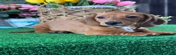 Dachshund dogs for sale: Dahlia - Ad 4