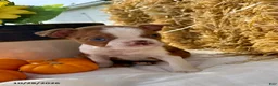 Boston Terrier dogs for sale: Winnie - Ad 5