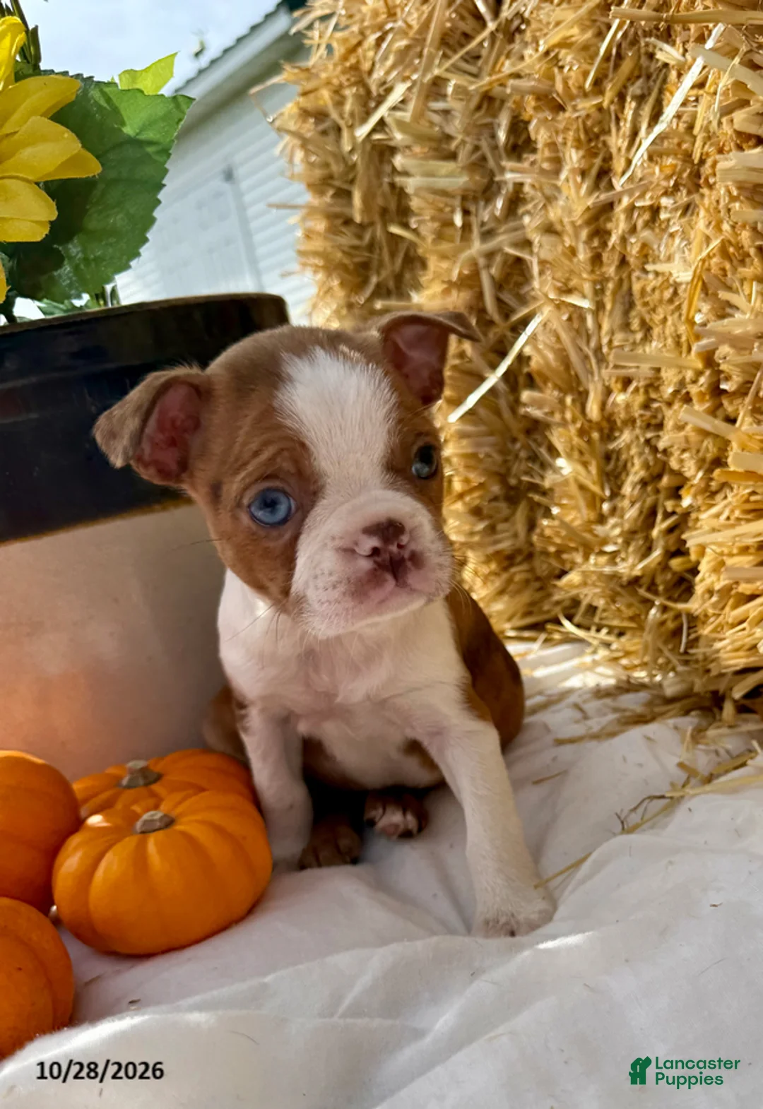 Boston Terrier dogs for sale: Winnie - Ad 5