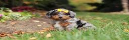 Mini Bernedoodle dogs for sale: Billie - Ad 8