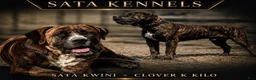 South African Boerboels dogs for sale: Brindle Male - Ad 3