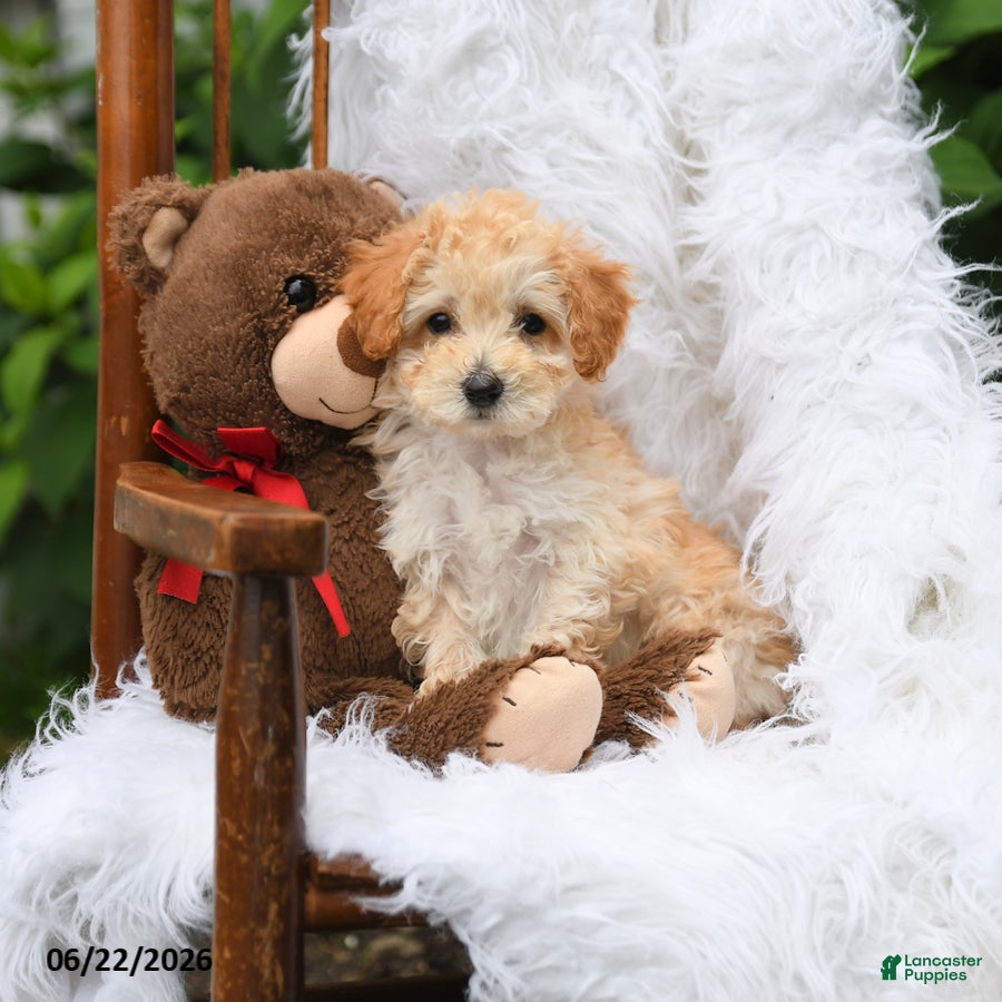 Mini Aussiedoodle dogs Buddy - Ad 1