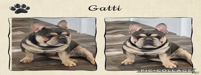 Bluegatti "Gatti"