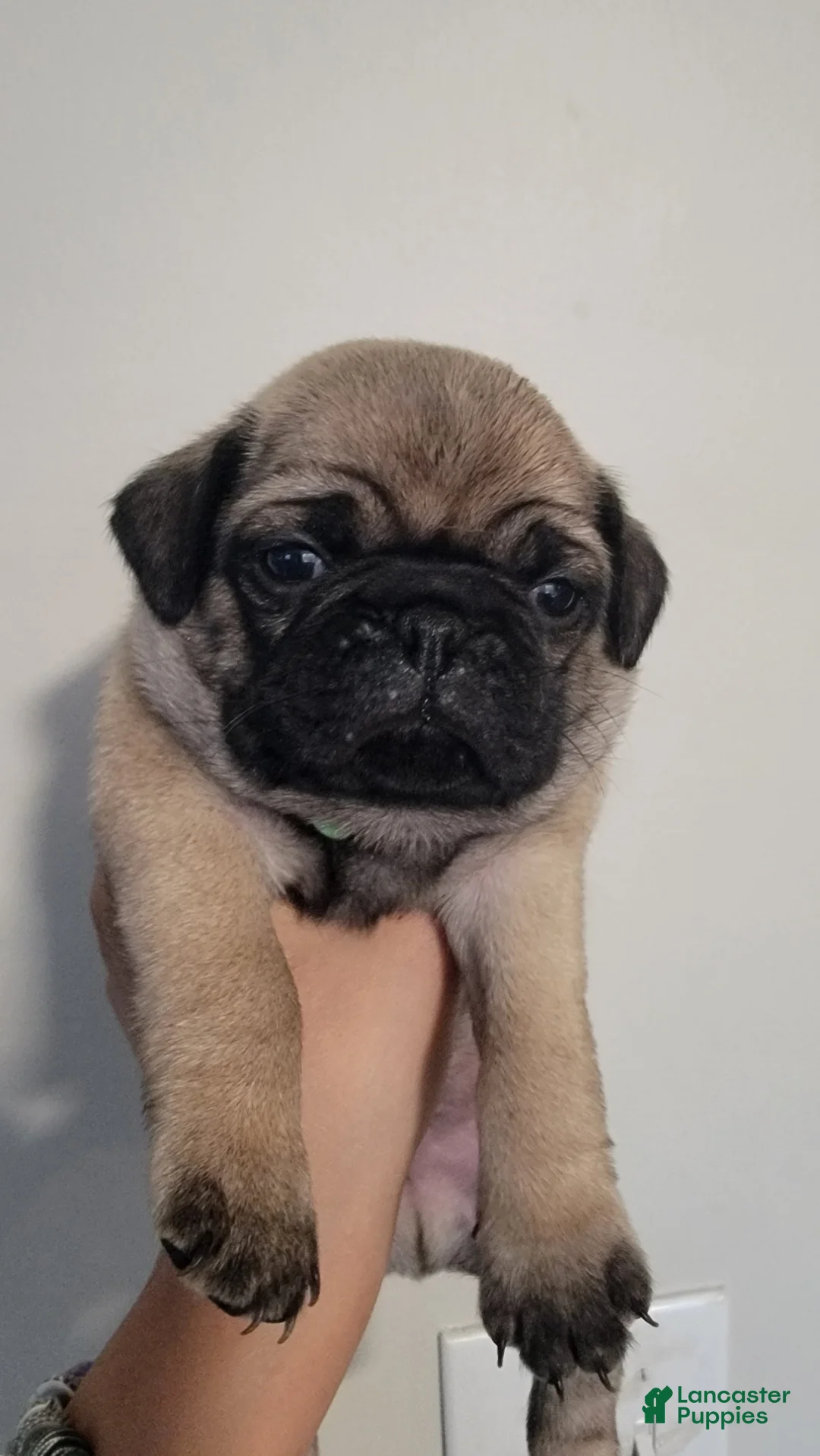 Pug dogs for sale: Green boy  - Ad 1