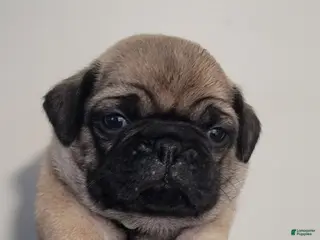 Pug dogs Green boy - Ad 9