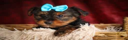 Yorkshire Terrier dogs for sale: DEXTER - Ad 9