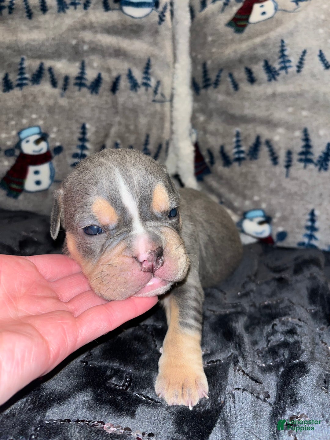 Olde English Bulldogge dogs for sale: Grizz - Ad 5