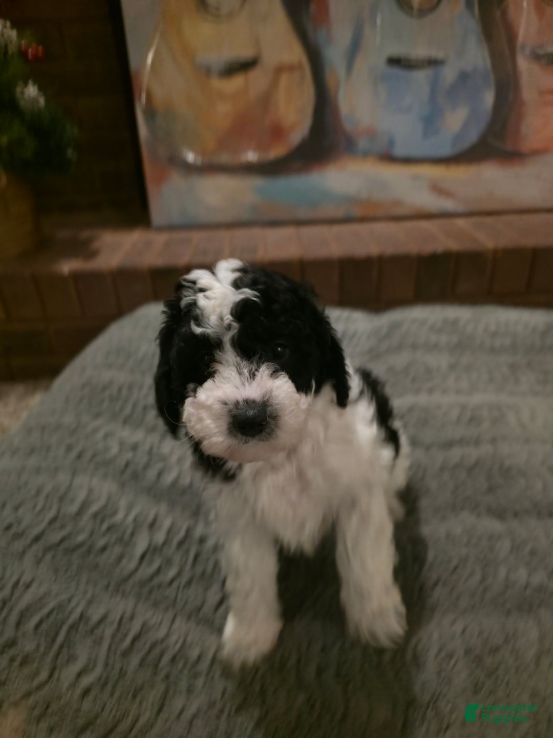 Mini Bernedoodle dogs for sale: Freya - Ad 1