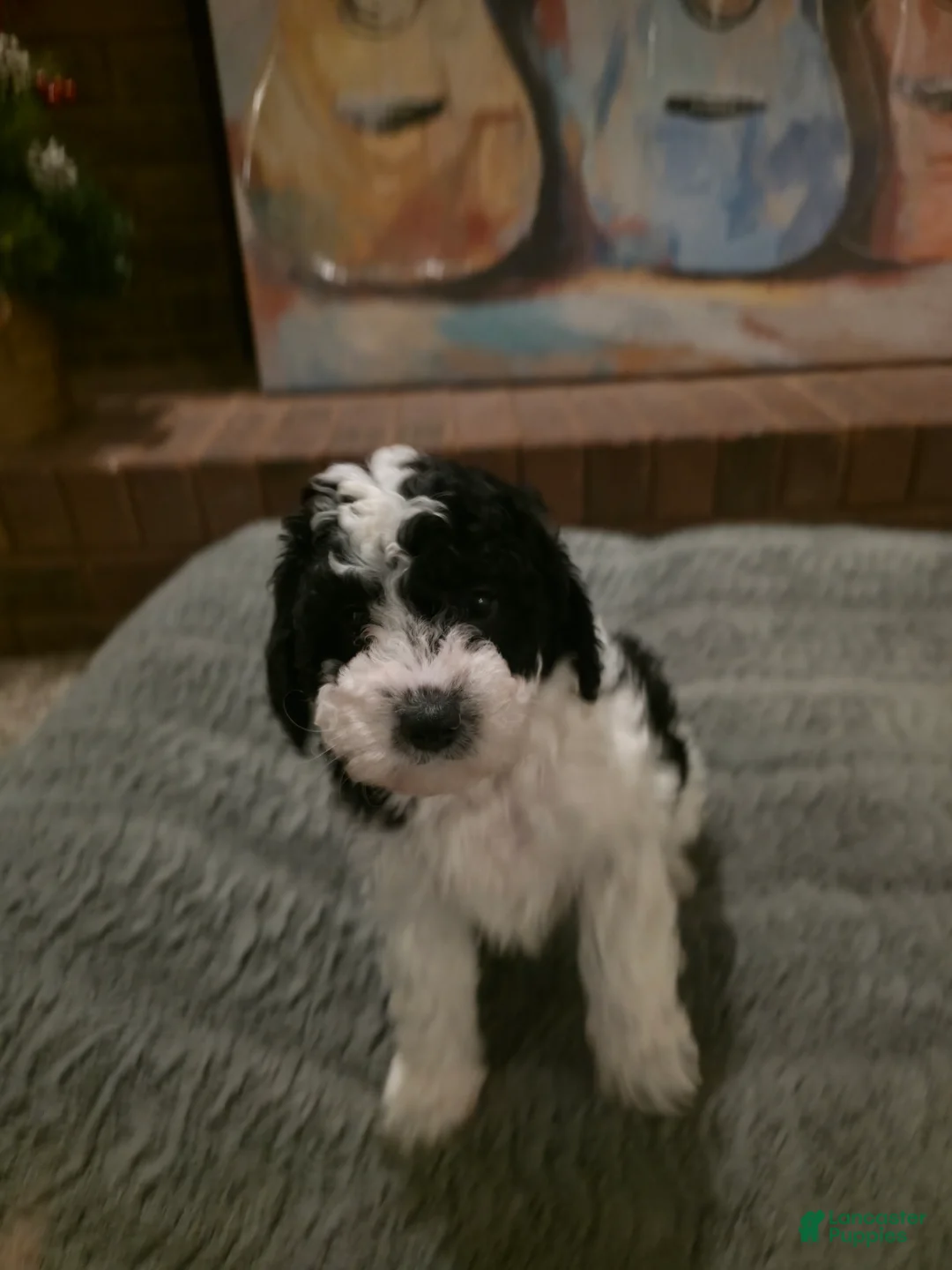 Mini Bernedoodle dogs for sale: Freya - Ad 1