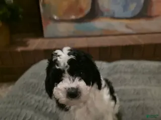 Mini Bernedoodle dogs Freya - Ad 30