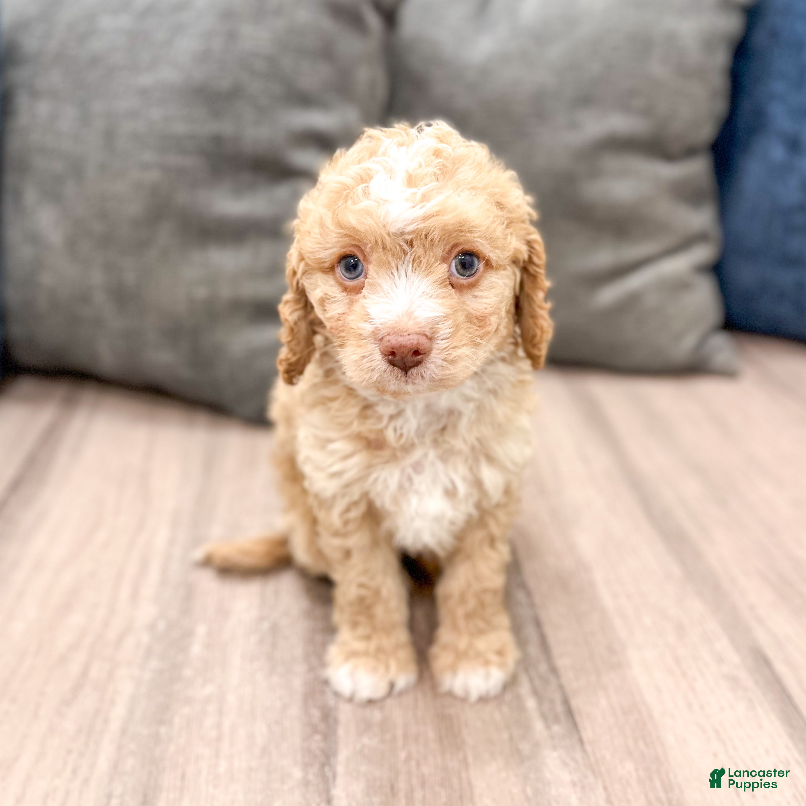 Cavapoo dogs Copper - Ad 1