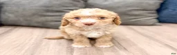Cavapoo dogs for sale: Copper - Ad 1
