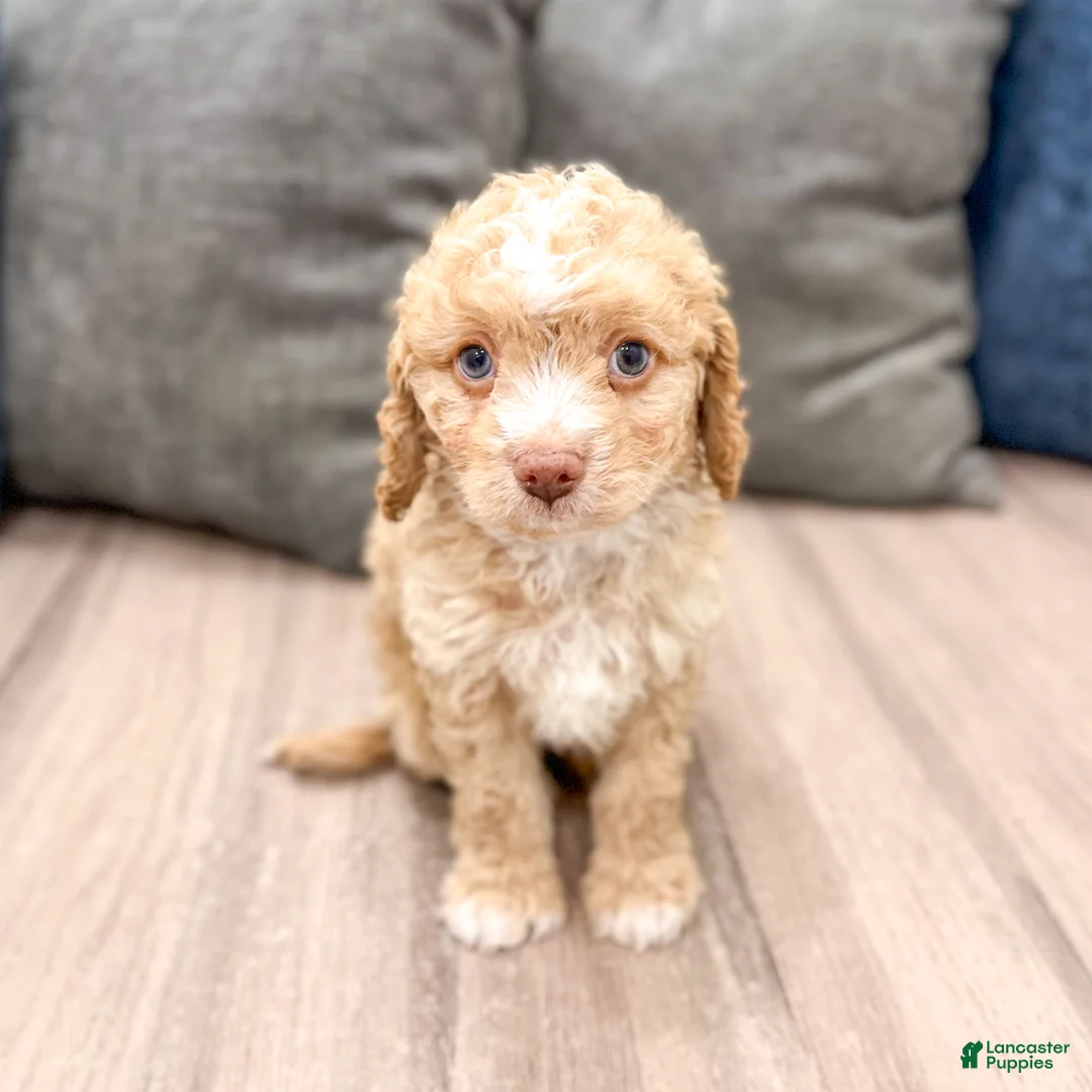 Cavapoo dogs for sale: Copper - Ad 1