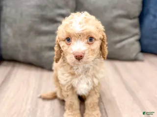 Cavapoo dogs for sale: Copper - Ad 4