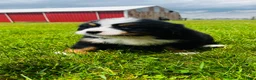 Bernese Mountain Dog dogs for sale: Montgomery - Ad 4