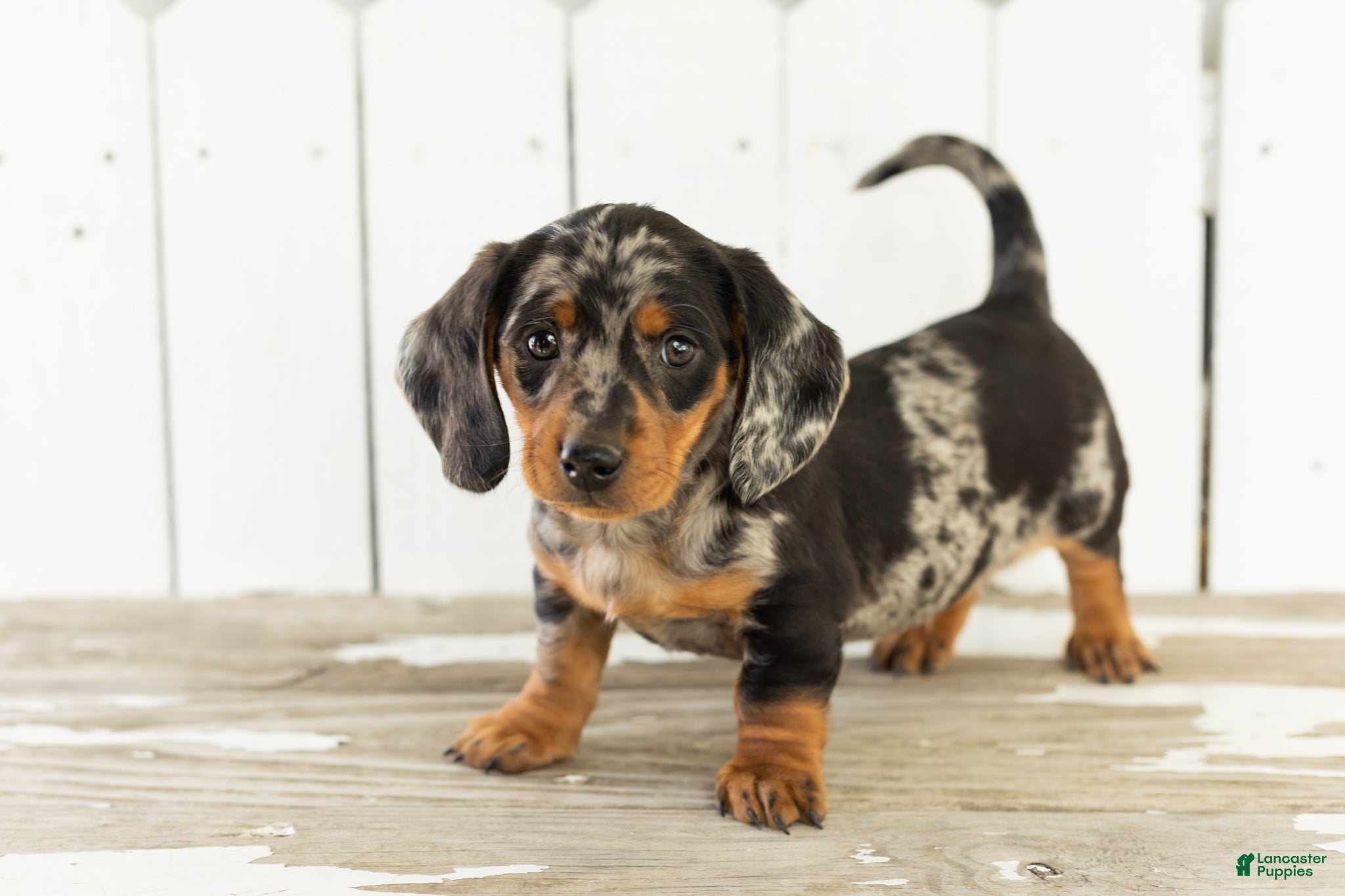 Miniature Dachshund dogs Ollie - Ad 42