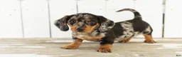Miniature Dachshund dogs for sale: Ollie - Ad 1