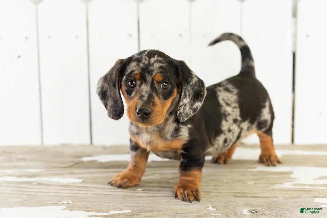 Miniature Dachshund dogs for sale: Ollie - Ad 1