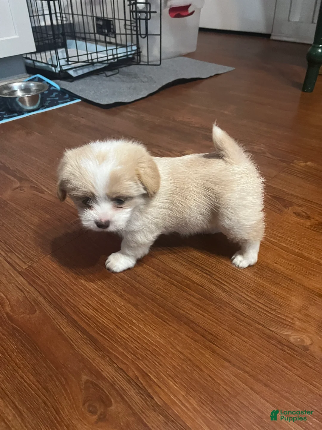 Mixed Breed dogs for sale: Mixed Breed Puppy 1 - Ad 2