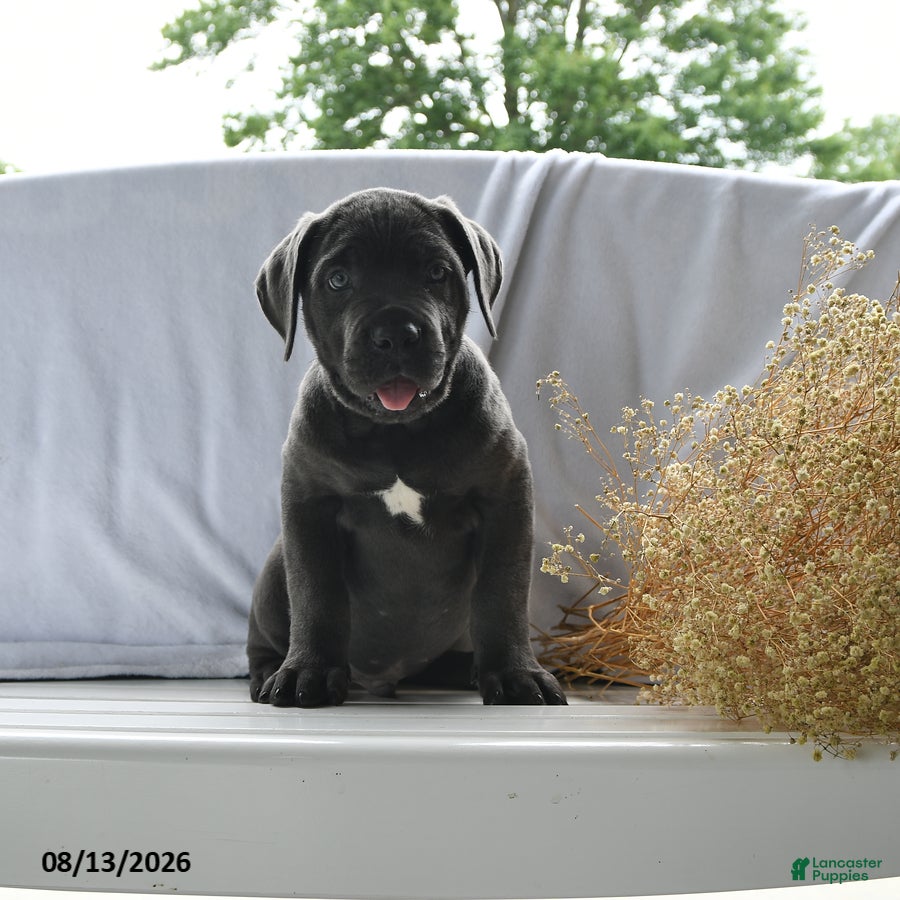 Cane Corso dogs Atlas - Ad 1