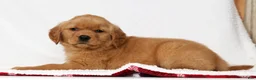 Golden Retriever dogs for sale: Gracie - Ad 4