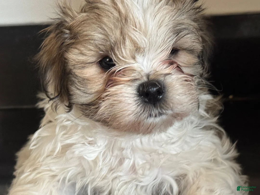 Mixed Breed dogs for sale: Spike  - Ad 2