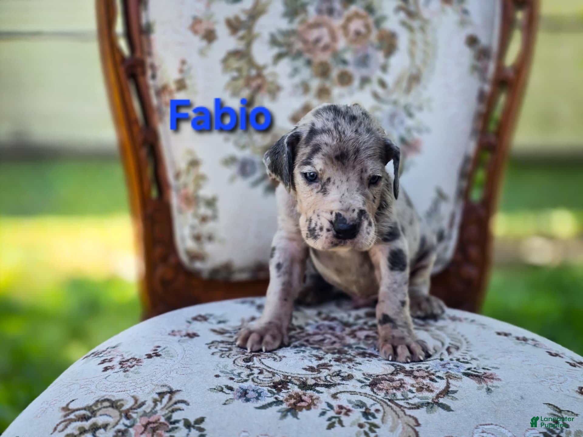 Blue Eyes Blue Merle Harlequin Great Dane Blue Eyes Great Dane