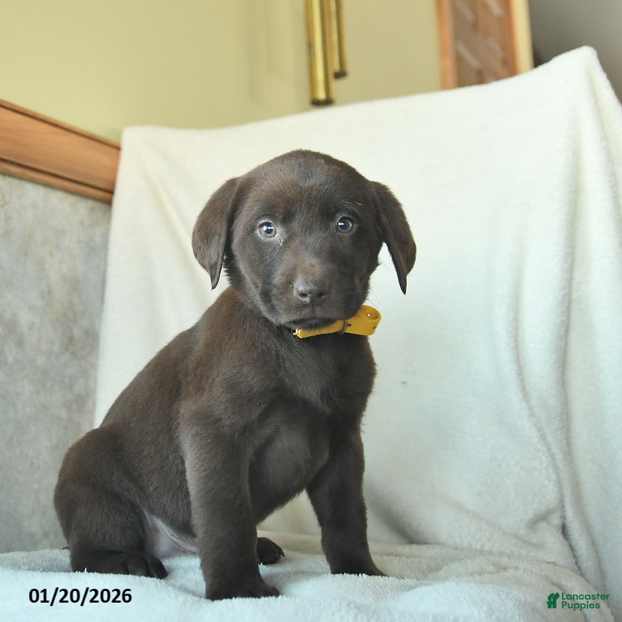 Labrador Retriever dogs Josiah  - Ad 5