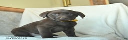 Labrador Retriever dogs for sale: Josiah  - Ad 1