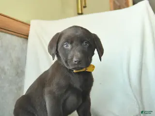 Labrador Retriever dogs Josiah - Ad 17