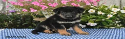German Shepherd dogs for sale: Atlas - Ad 5