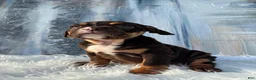 English Bulldog dogs for sale: FUDGE - Ad 2